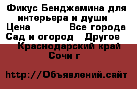 Фикус Бенджамина для интерьера и души › Цена ­ 2 900 - Все города Сад и огород » Другое   . Краснодарский край,Сочи г.